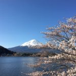 Mr Fuji with cherry blossom in foreground at Kawaguchiko