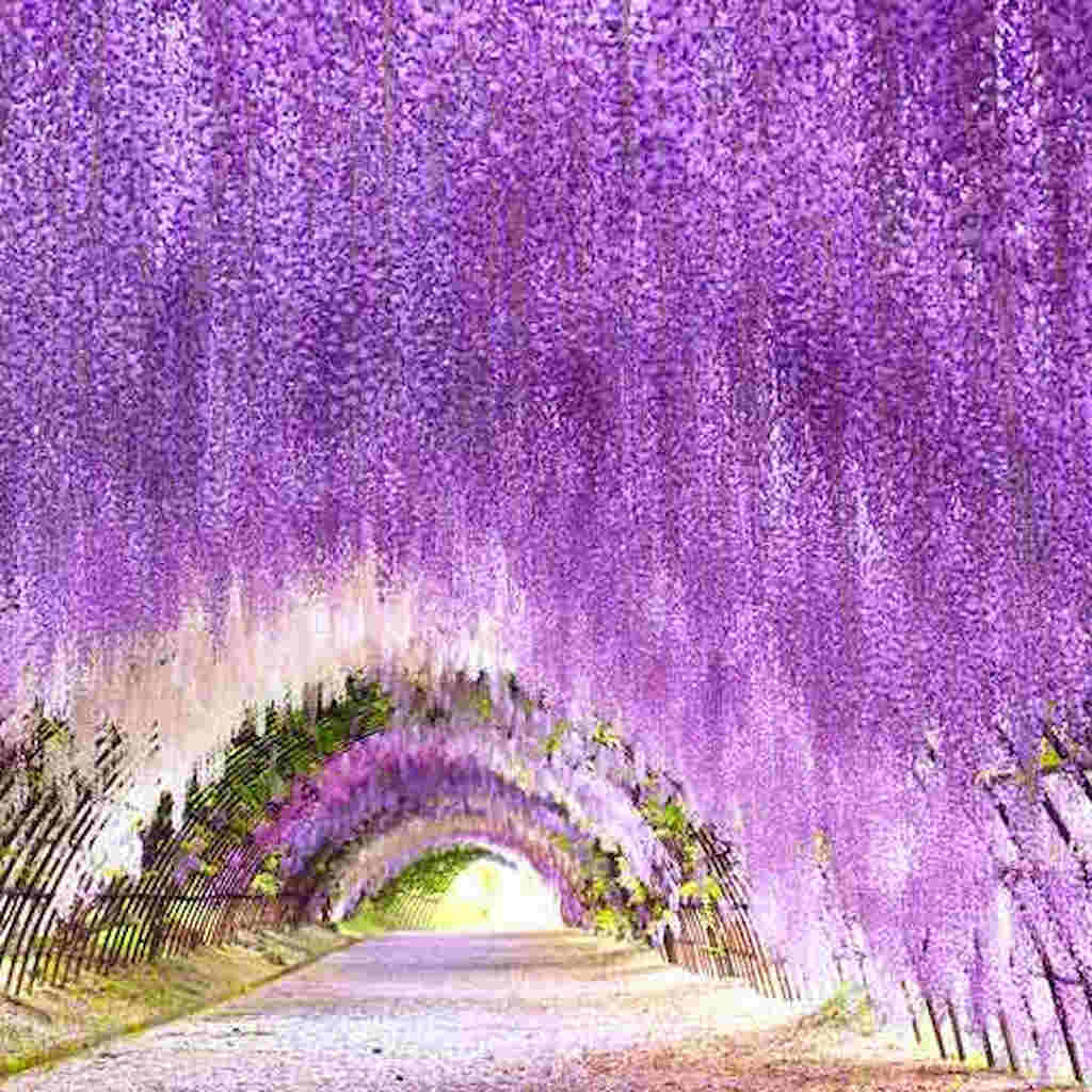 Fuji 01