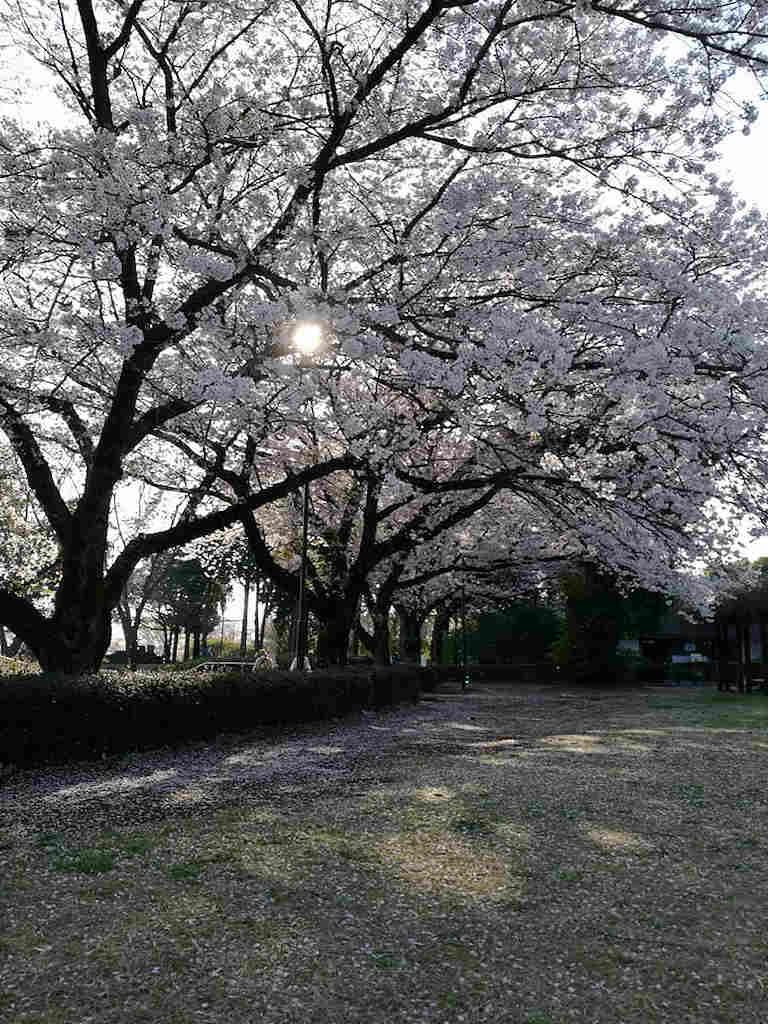 hanami park2