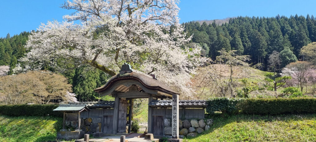 Ichijodani Asakura Clan Archeological site in Fukui in spring with cherry blssoms