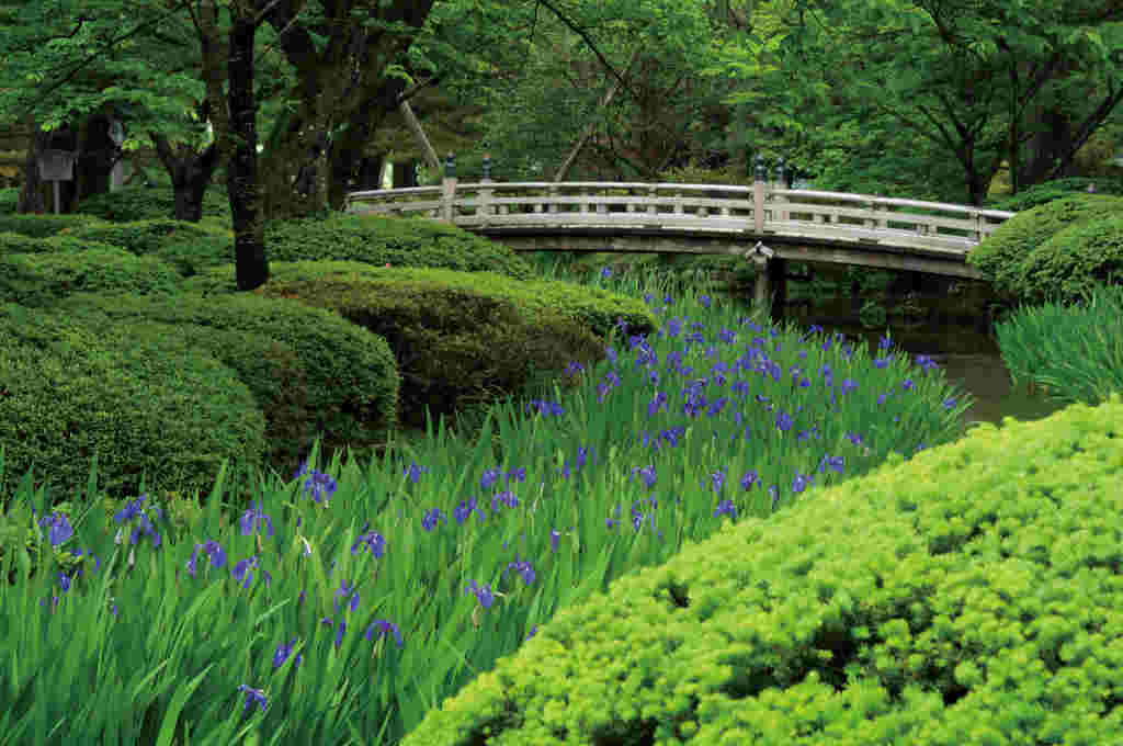 kanazawa 038 kenrokuen iris