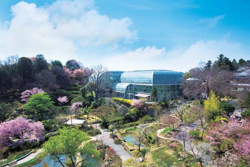 Makino Botanic Garden in Kochi