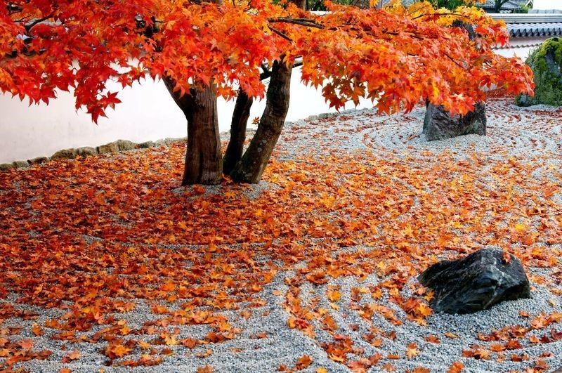 Komyozenji