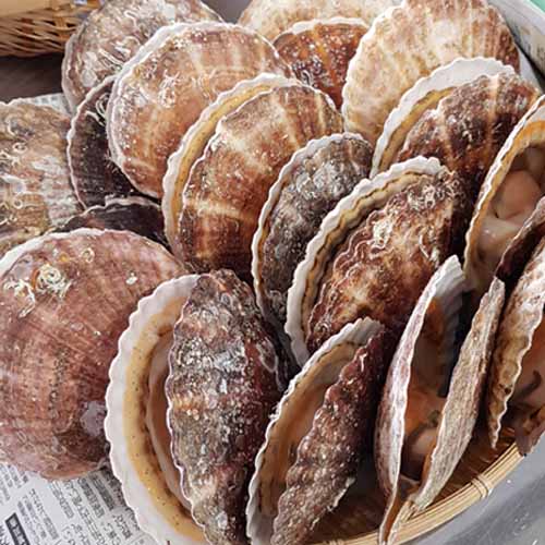 Scallop produced at Toyoura village in Hokkaido